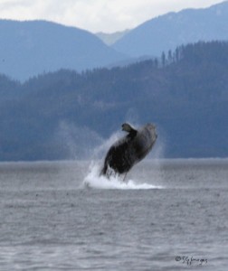 Humpback Whale Breach Humpback Whale Breach