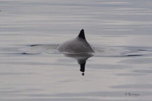 Harbour Porpoise