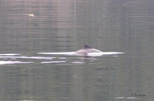 Harbour Porpoise Side