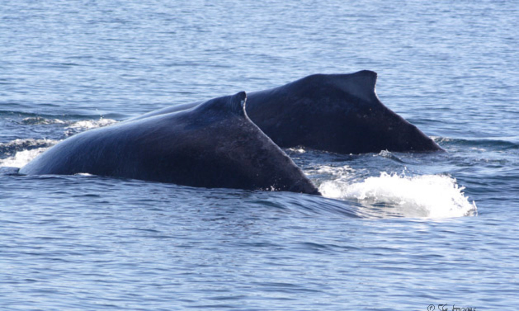 Dall’s Porpoise – Whales And Dolphins BC