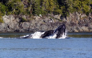 Pair of Humpback Whales Lunge Feeding
