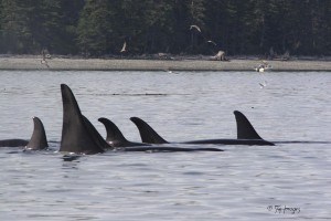 Pod of Orca - Killer Whales