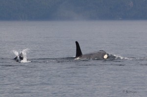Dall's Porpoise and Resident Orca