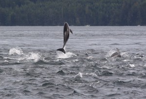 Pacific white sided dolphin leaping