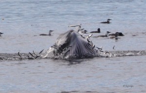 Minke Whale Lunge Feeding on Herring