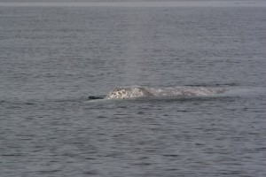Gray Whale Blow
