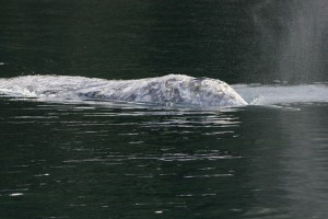 Gray Whale Head