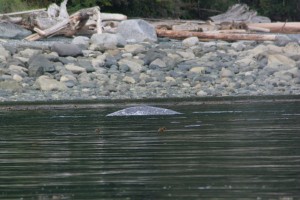 Hard to spot Gray Whale