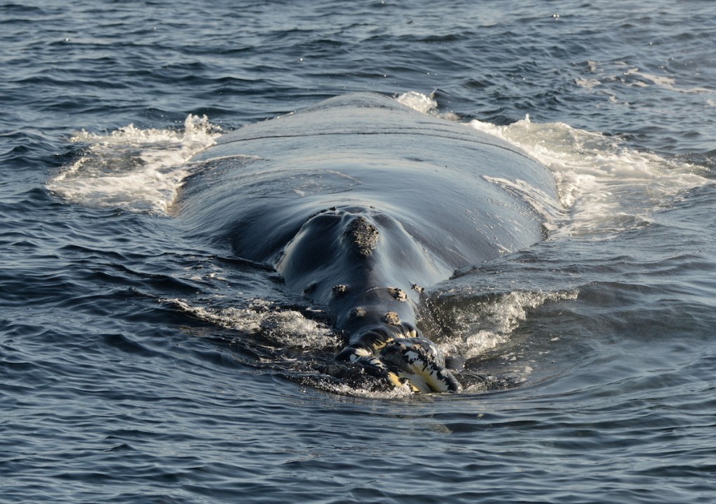 North Pacific Right Whale - Eubalaena japonica