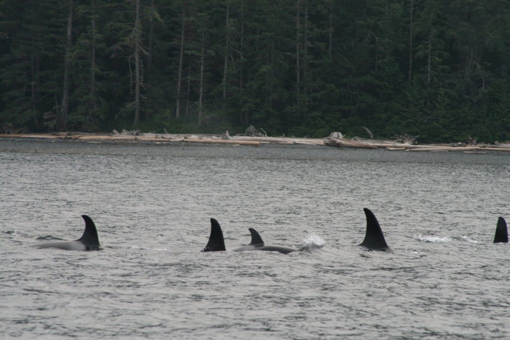 Resident Orca Have Come And Gone – Whales And Dolphins Bc