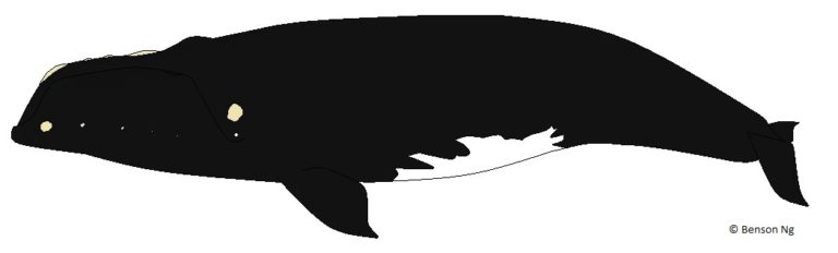 North Pacific Right Whale – Whales and Dolphins BC