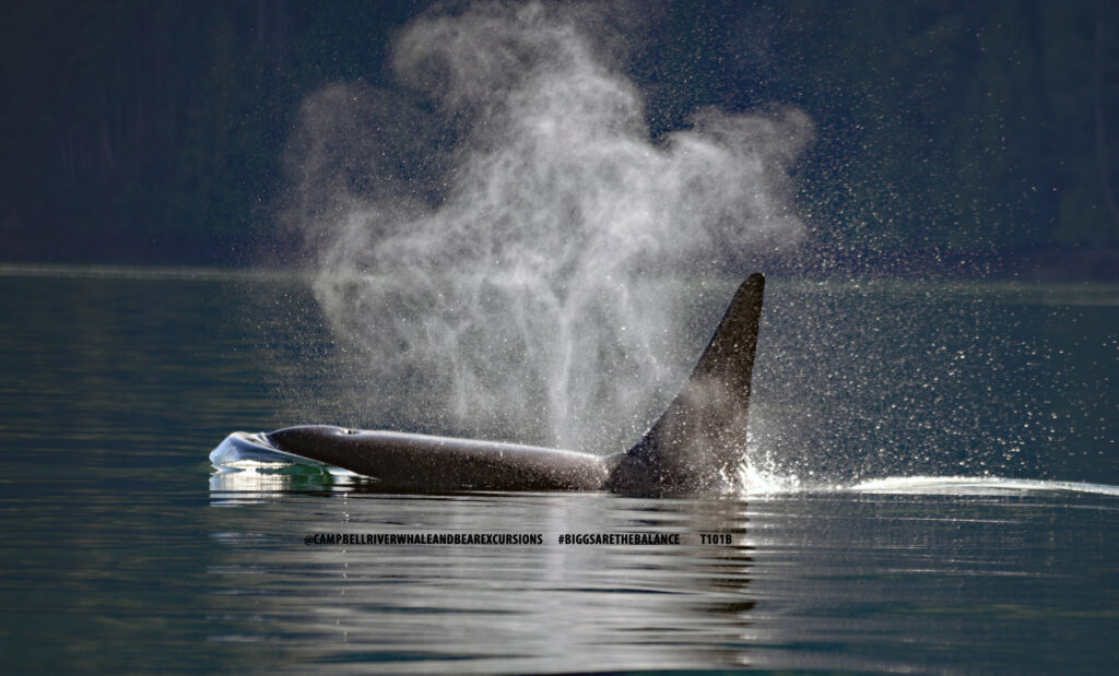 orca-sizes-whales-and-dolphins-bc