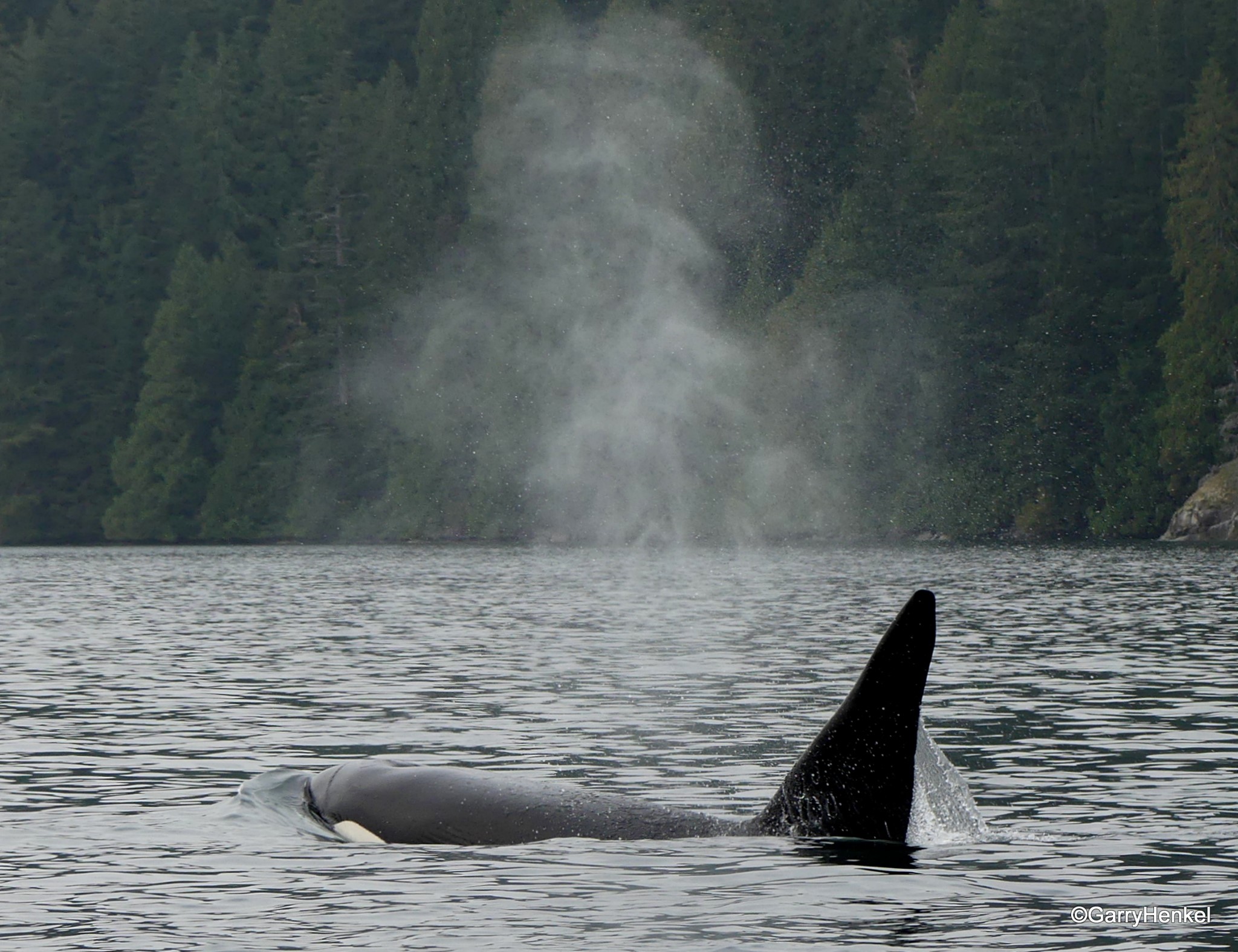 What are Bigg’s Orca? – Whales and Dolphins BC