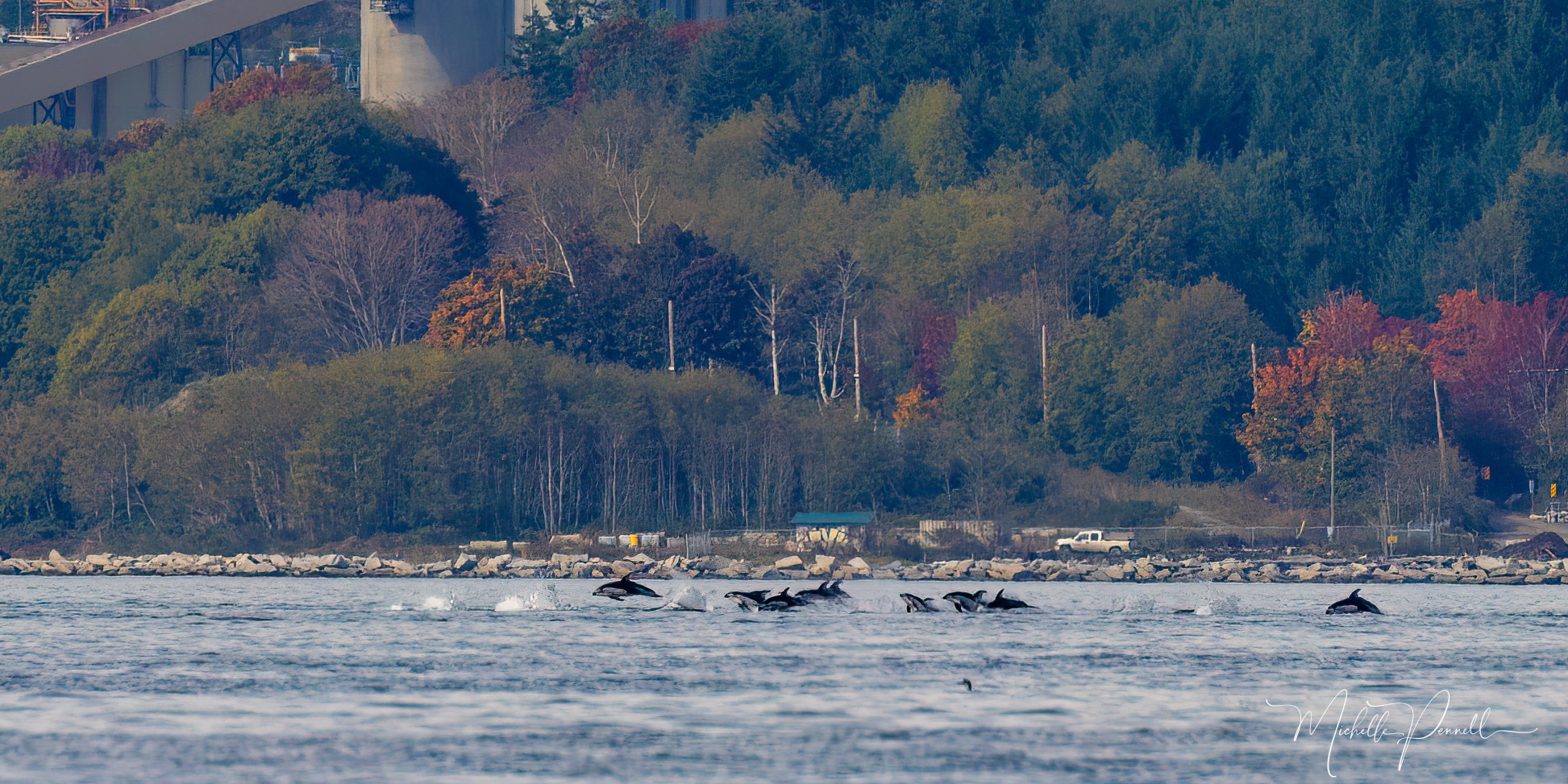 Porpoising Dolphins!