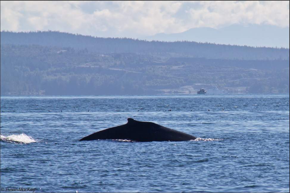 Interactions between Marine Mammals