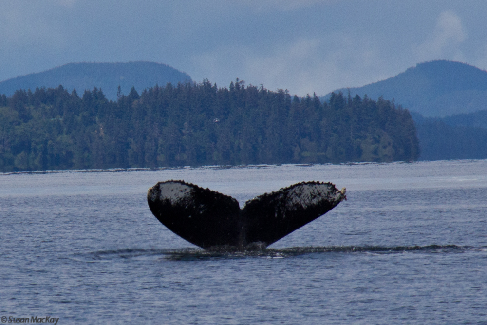 The Return of Humpback Whales!