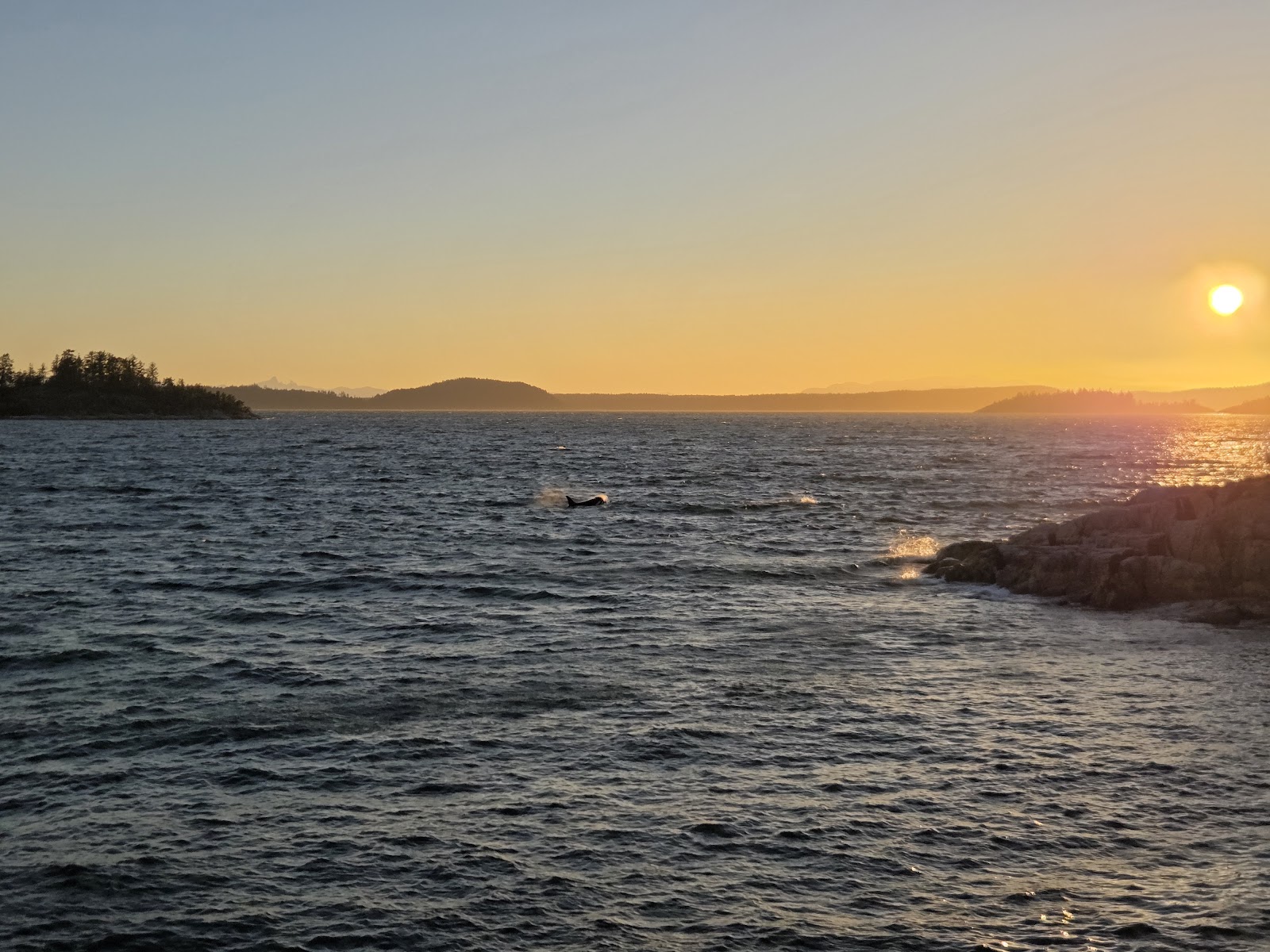 Whales anytime of the Day!