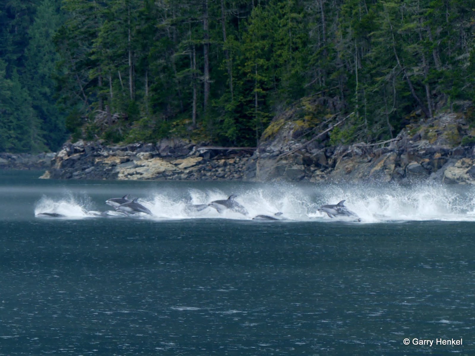 Size of Dolphin pods!