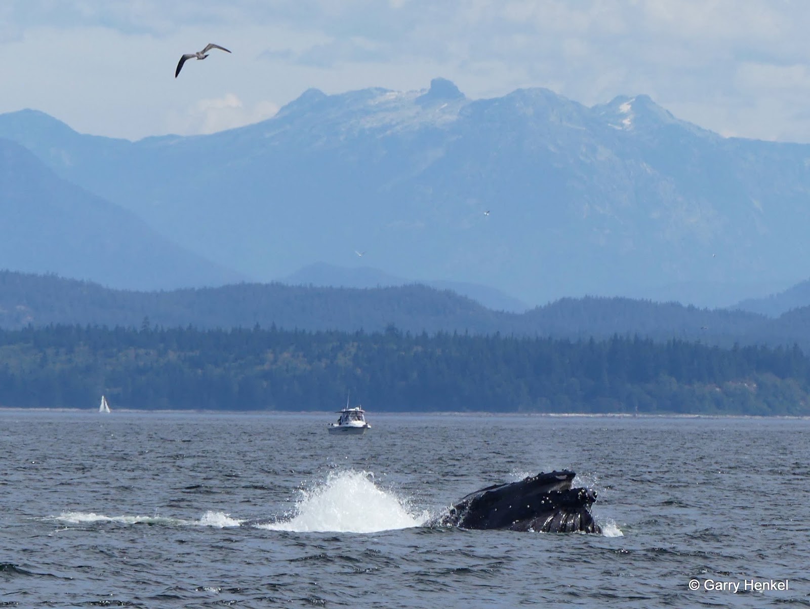 Lunge Feeding Humpback Whales