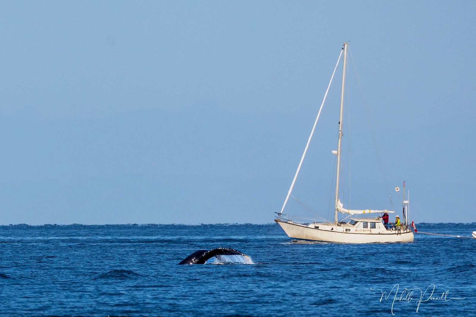 Humpback Whales in Many Areas