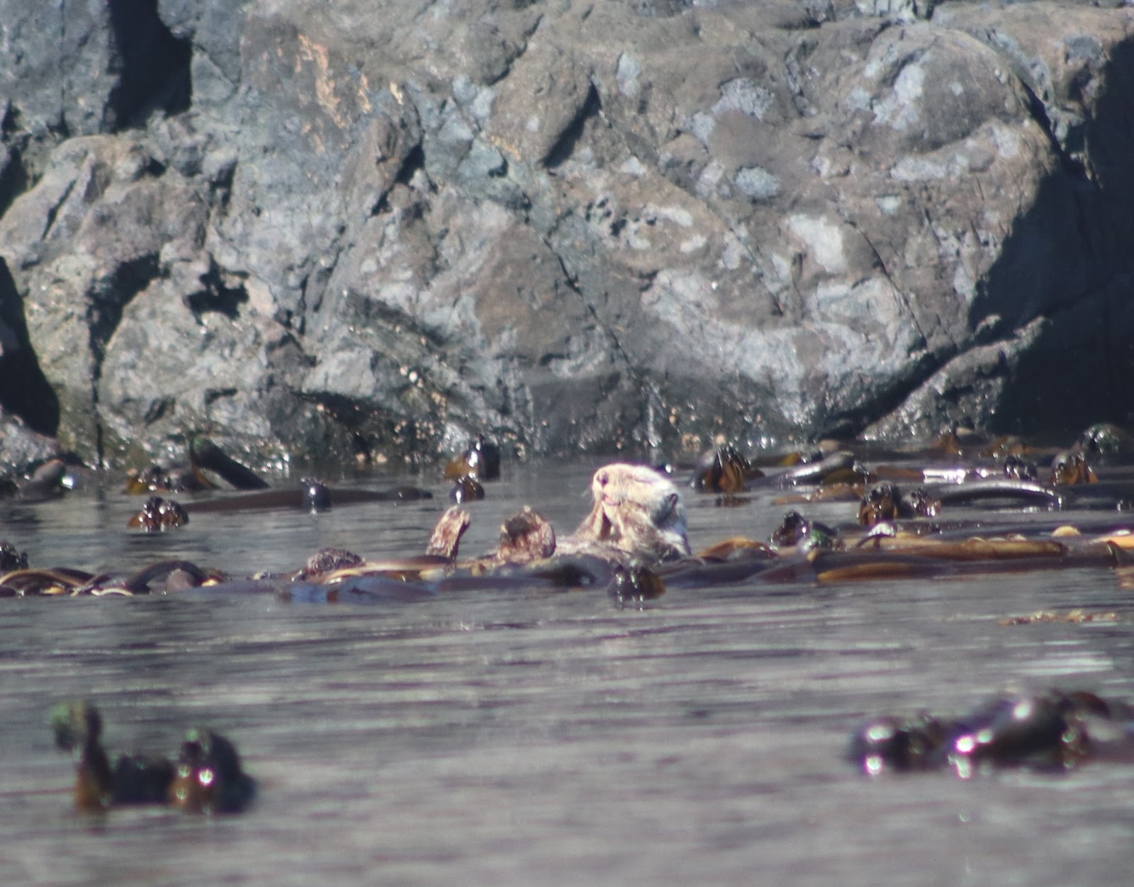 Sea Otters in BC