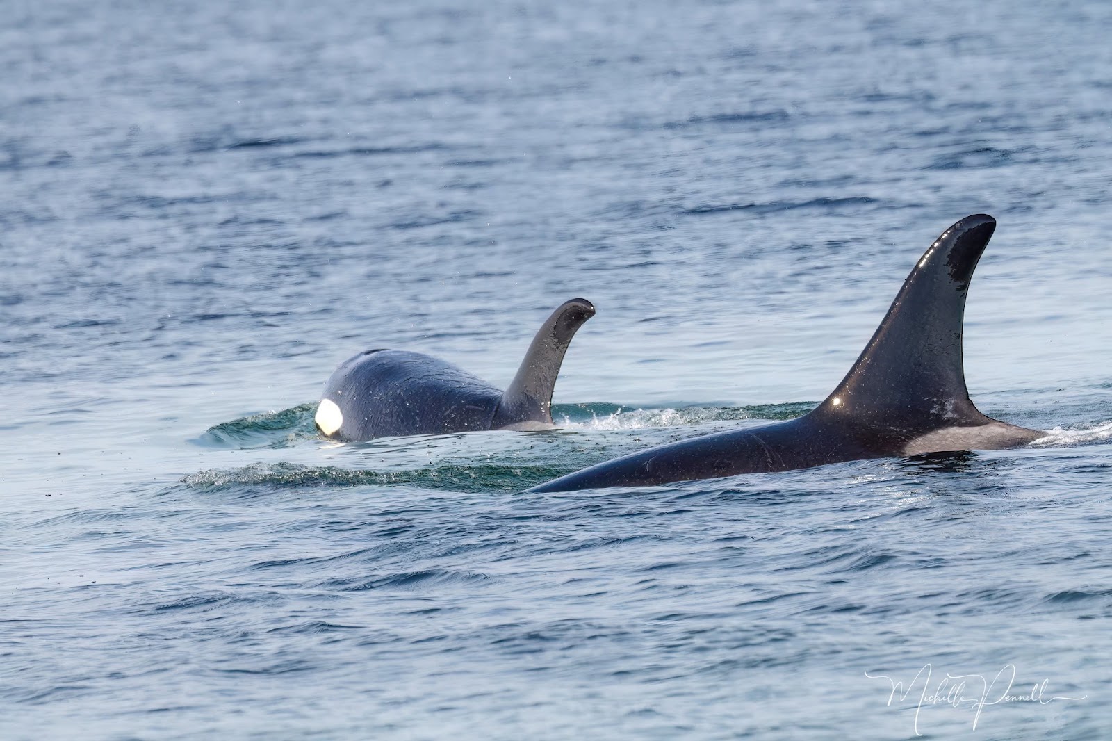 Northern Resident Orca at the North end of Georgia Strait